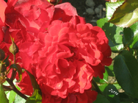 IMG_1903.webp
