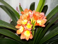 Amarille.webp