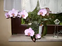 Orchidee.webp