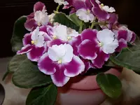 Usambaraveilchen1.webp