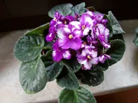 Usambaraveilchen2.webp