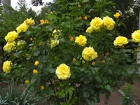 CIMG5973.webp