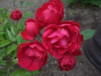 CIMG5968.webp