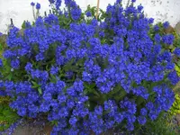 CIMG5980.webp