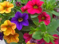 CIMG5976.webp