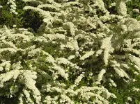 CIMG5708.webp