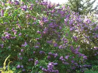 CIMG5716.webp