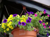 Ampel1.webp