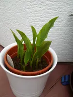 Calla.webp