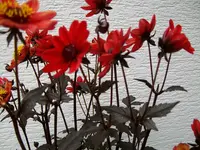 Dahlie1.webp