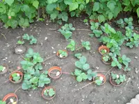 Erdbeerkindergarten.webp