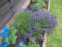 Lavendel.webp
