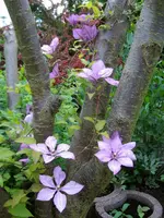 Clematisbaum.webp