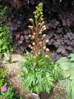 Roter Rittersporn.webp