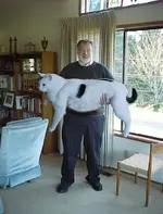riesen katze.webp