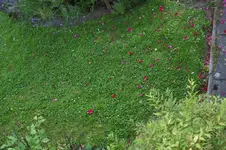 Banvel_A_23062009.webp