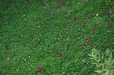 Banvel_B_23062009.webp