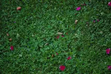 Banvel_C_23062009.webp