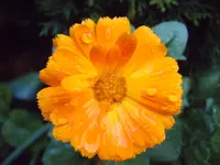 IMG00129.webp