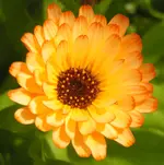 2009  Garten -6 Ringelbl 001.webp