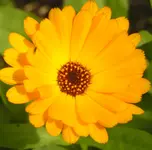 2009  Garten -6 Ringelbl 002.webp