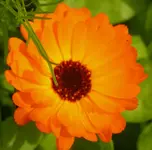 2009  Garten -6 Ringelbl 005.webp