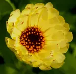 2009  Garten -6 Ringelbl 006.webp