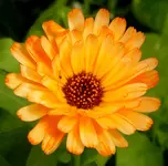 2009  Garten -6 Ringelbl 007.webp
