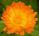 2009  Garten -6 Ringelbl 008.webp