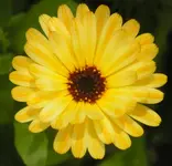 2009  Garten -6 Ringelbl 009.webp