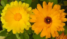 2009  Garten -6 Ringelbl 010.webp