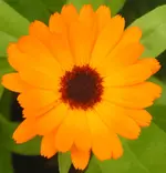 2009  Garten -6 Ringelbl 012.webp