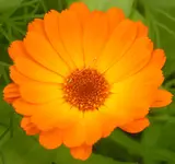 2009  Garten -6 Ringelbl 013.webp