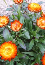 IMG00109 (2).webp