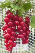 2009  Garten -6 rt Johb 012.webp