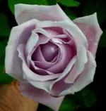 2009  Garten -6 lila Rose 006.webp