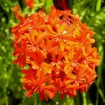 2009  Garten -6 brennende Liebe 007.webp