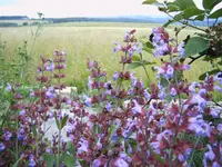 IMG00106.webp