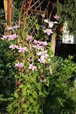 Clematis.webp
