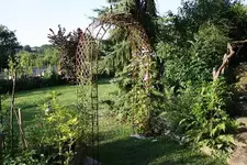 Clematisbogen.webp