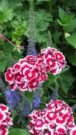 003.webp