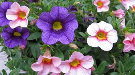 006.webp