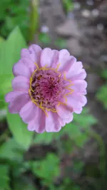 zinnie.webp