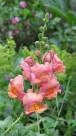 011.webp