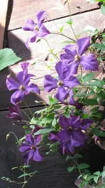 049.webp