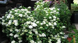 hortensie (4).webp