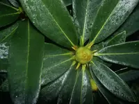 Rhododendron  v.webp