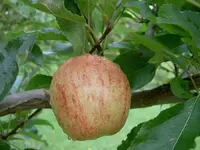 Apfel v.webp