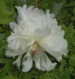 Blumen + Pflanzen alt 891 v.webp
