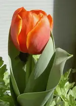 Tulpe v.webp